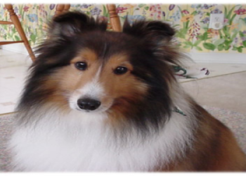 north carolina collie rescue