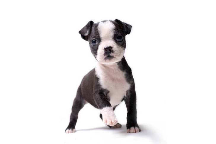 boston terrier for sale in texas