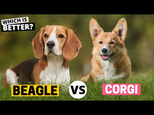 corgi vs beagle