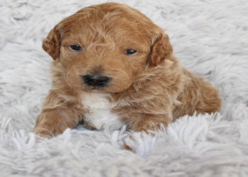 goldendoodle puppies kentucky