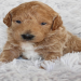 goldendoodle puppies kentucky