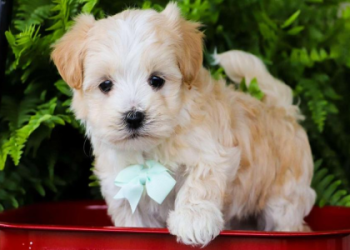 craigslist cats for sale near me