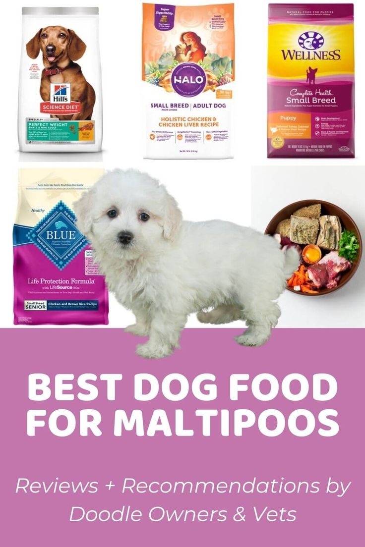 best dog food for maltipoo adult
