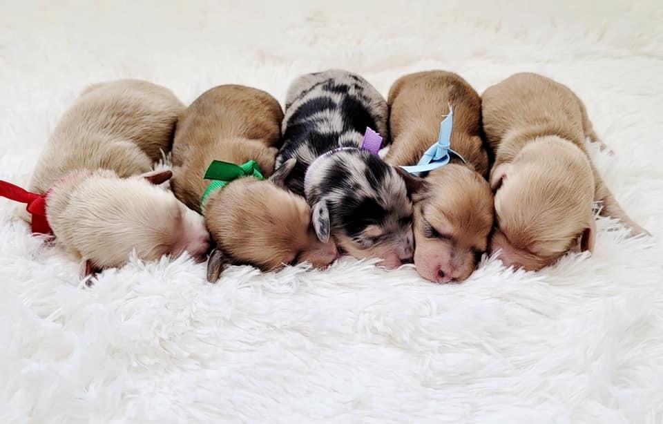 pretty little dachshunds