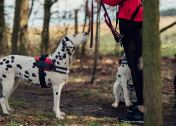 what type of pet is best for me