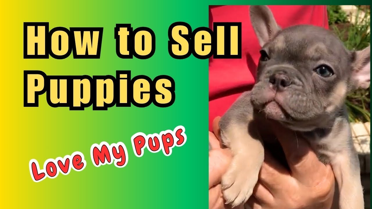where to sell my puppies