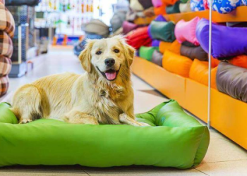 pet shops that sell dogs near me