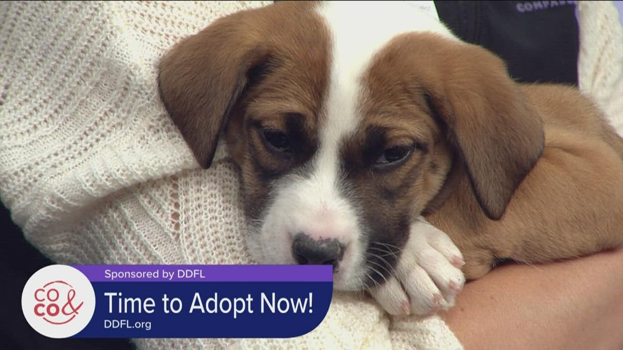 ddfl pets adopted today