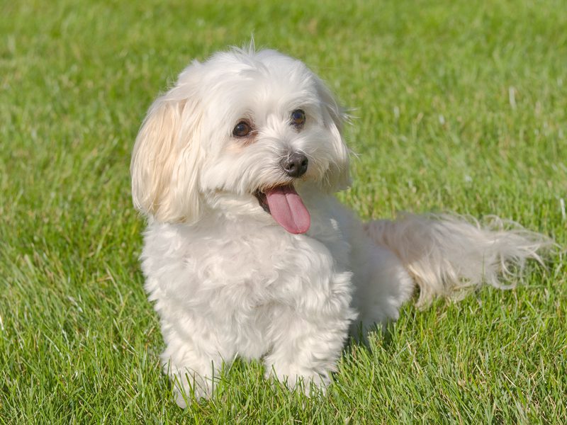 female maltipoo for sale