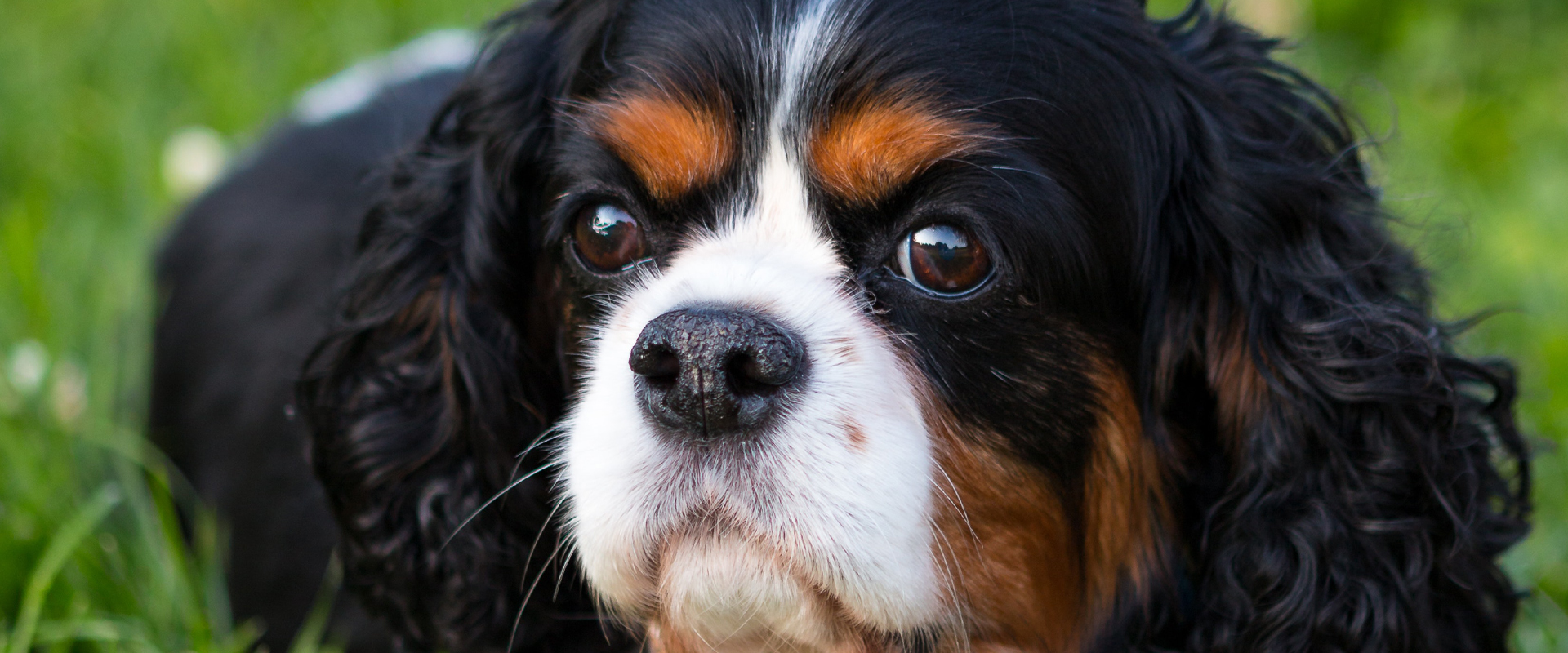 cocker rescue florida