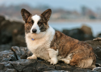 welsh corgi breeders nj