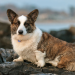 welsh corgi breeders nj