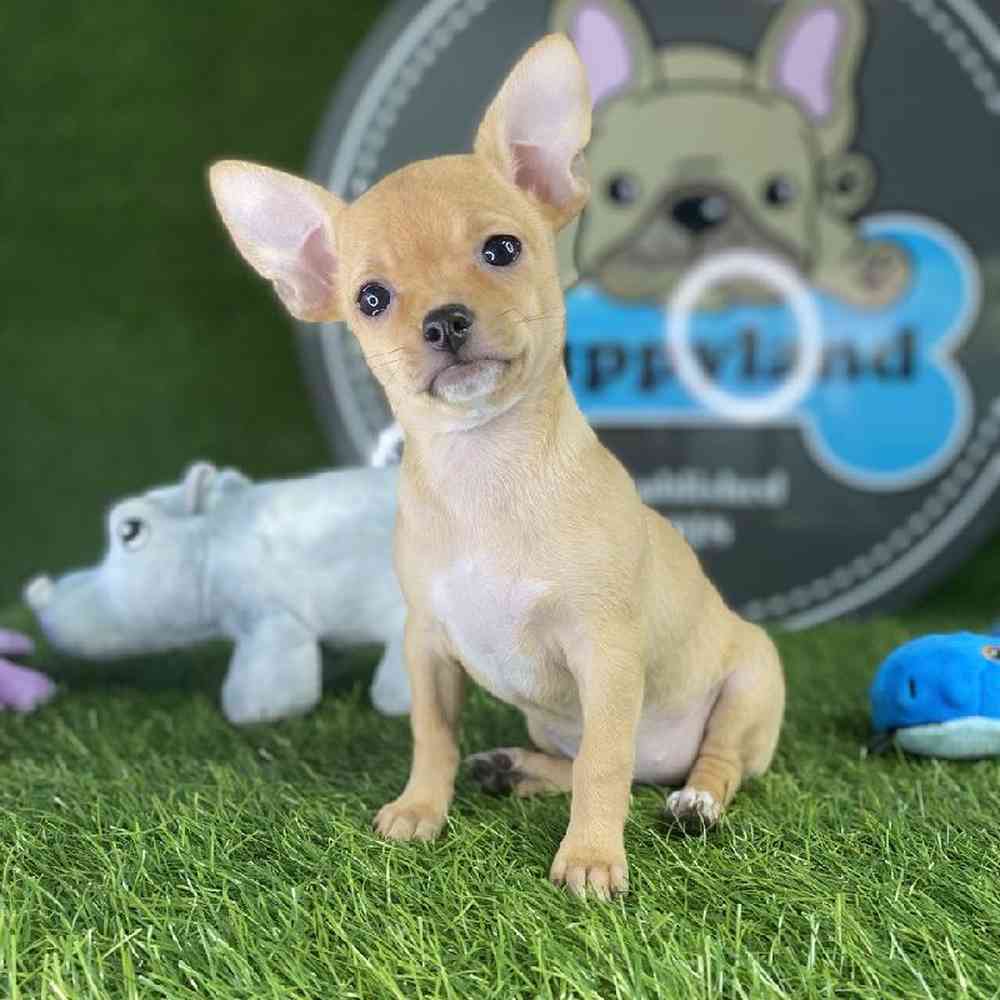chihuahua breeders arizona