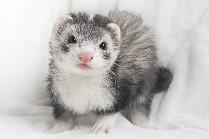 how much do ferrets cost at petsmart