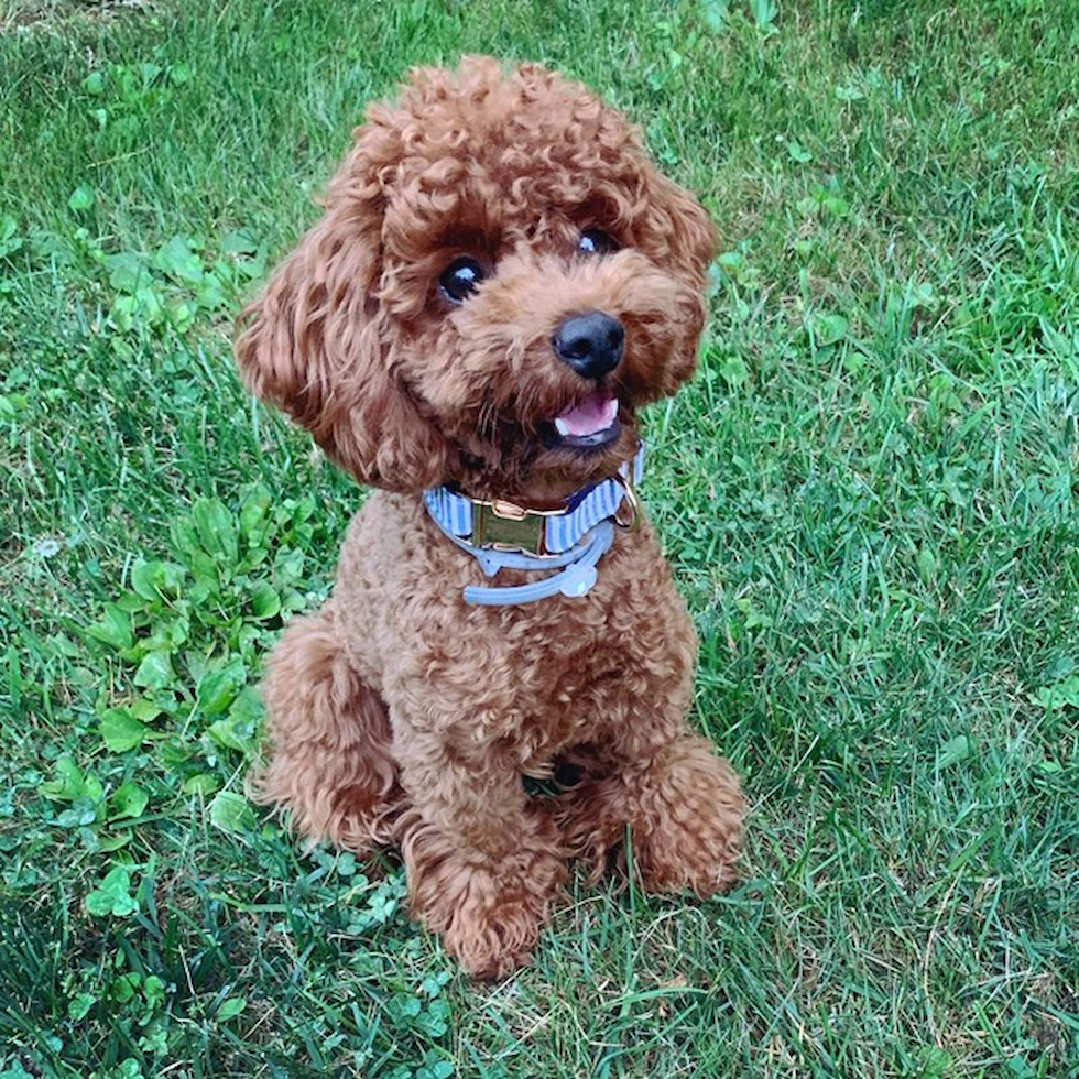 toy poodle for sale pa