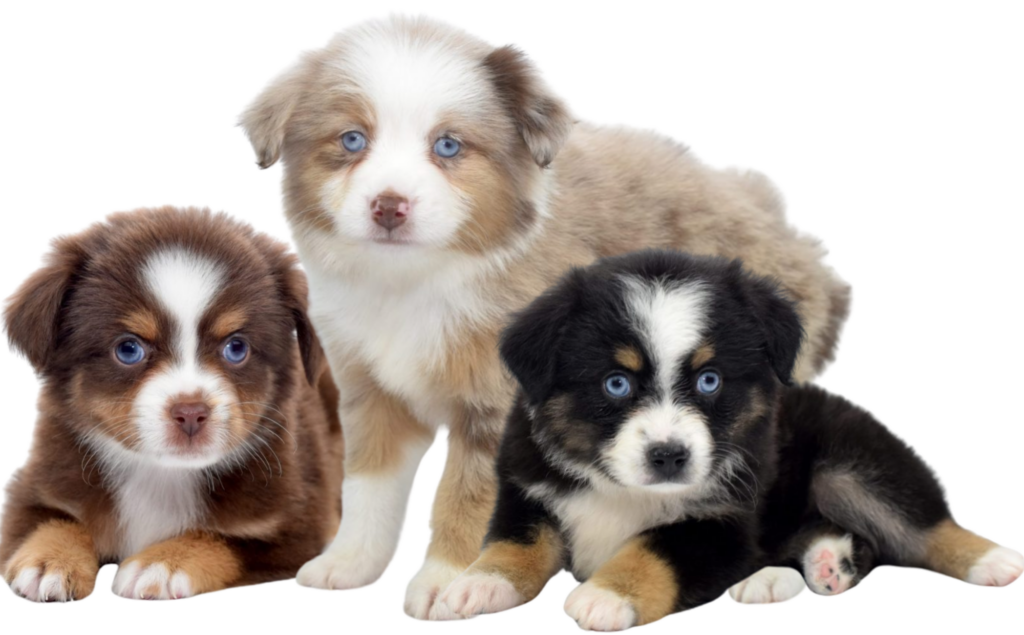 australian shepherd puppies michigan