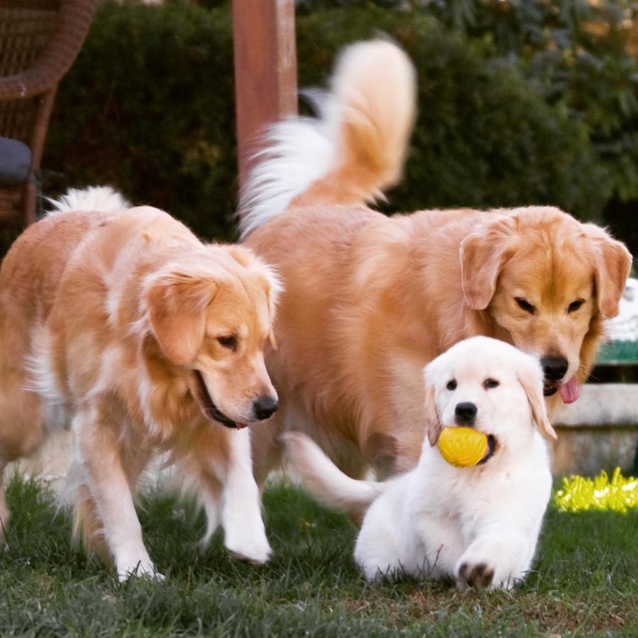 golden retriever puppies for sale nj