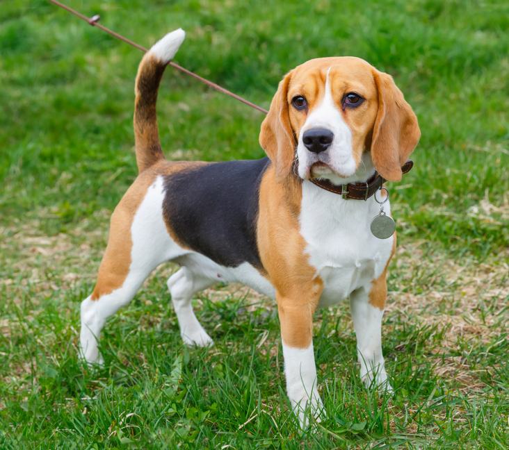 beagle puppies for sale in pa