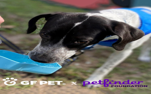 petfinder palm harbor