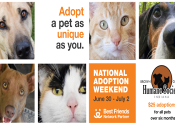 adopt a pet rehoming