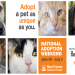 adopt a pet rehoming