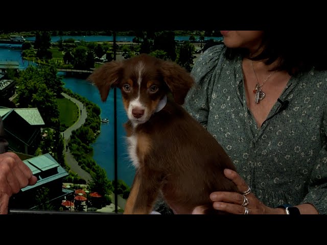 aussie friends rescue