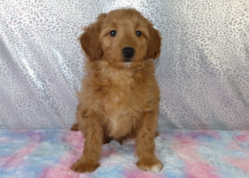best goldendoodle breeders