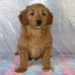 best goldendoodle breeders