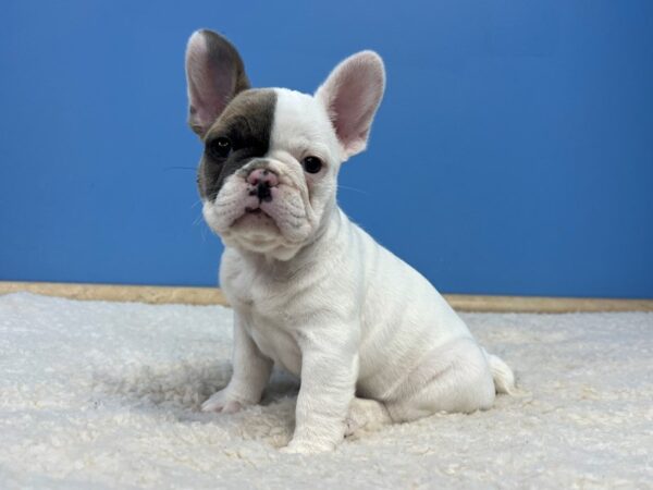 french bulldogs for sale in illinois