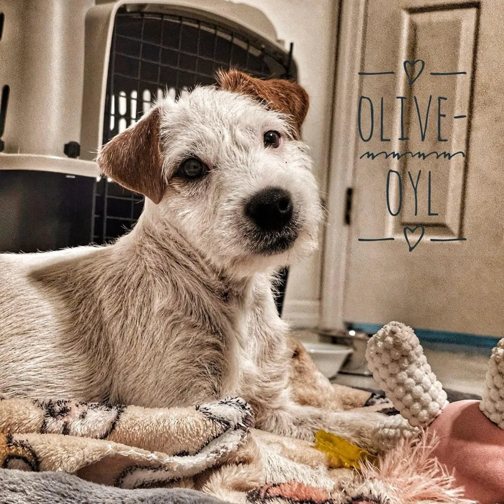 jack russell breeders california