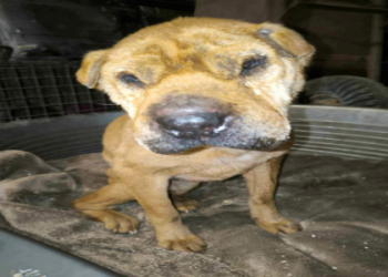 petfinder in michigan