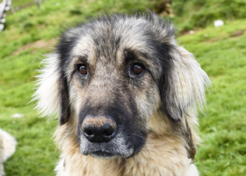 great pyrenees australian shepherd mix