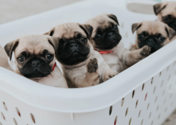 pug puppies for sale in florida