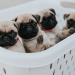 pug puppies for sale in florida