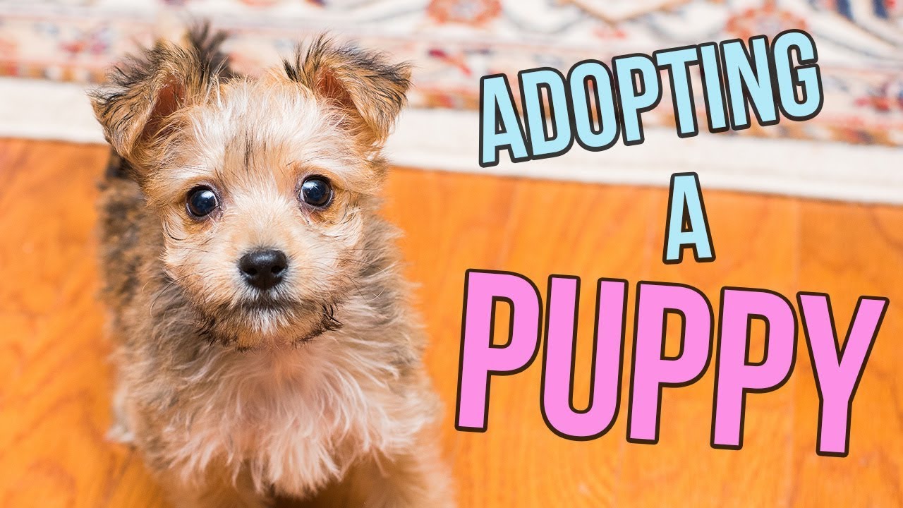 adopting a puppy