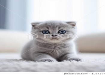 cute small cat