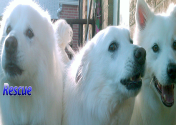 american eskimo adoption near me