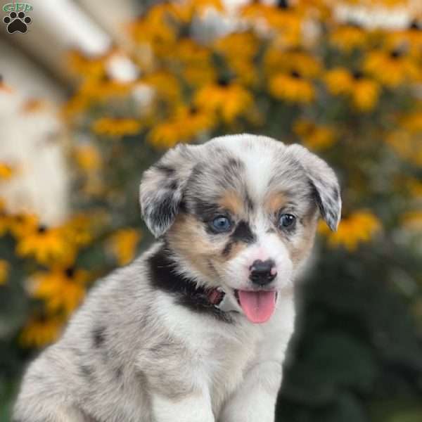 corgi aussie mix for sale