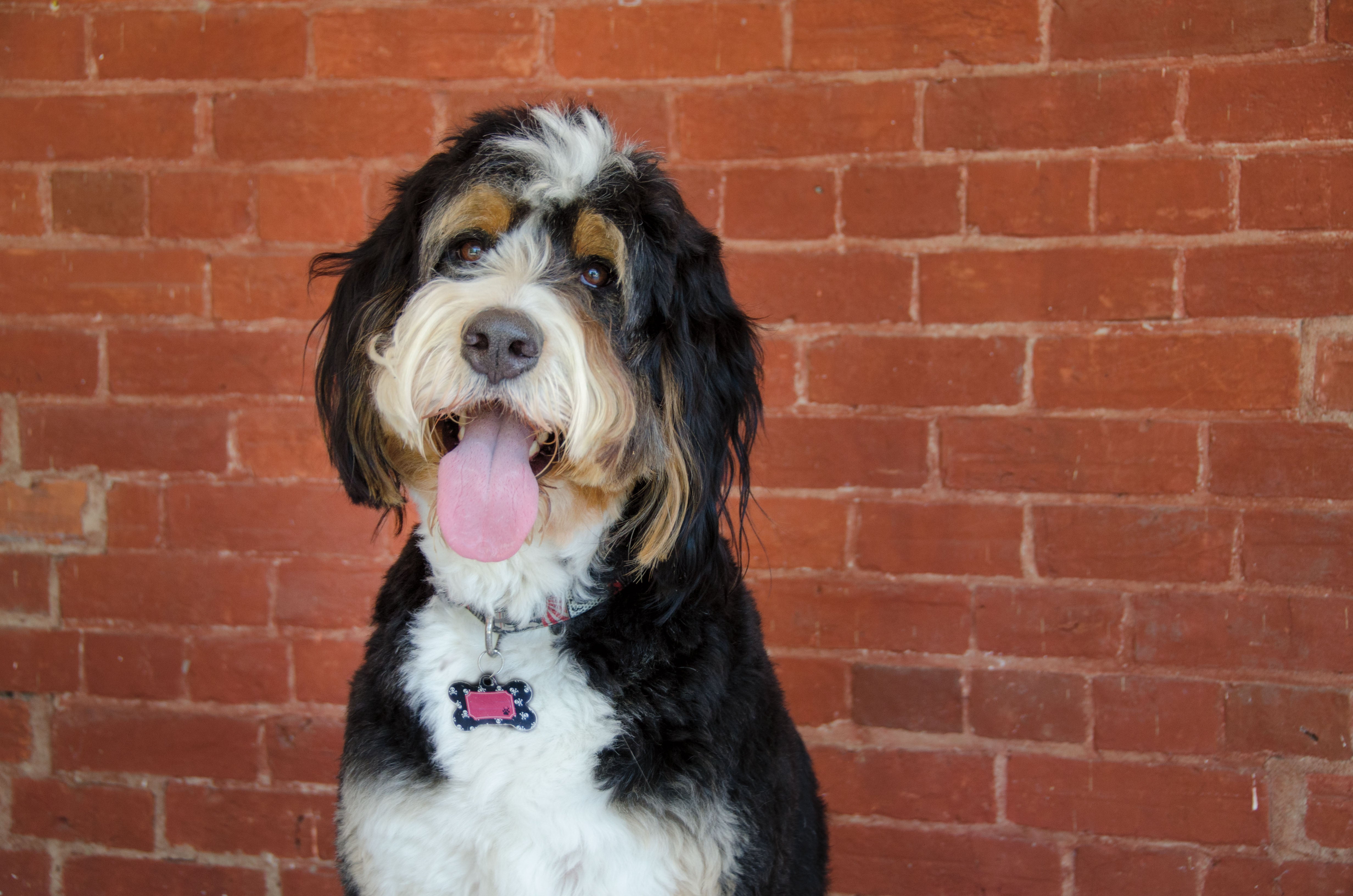 bernedoodle for adoption near me