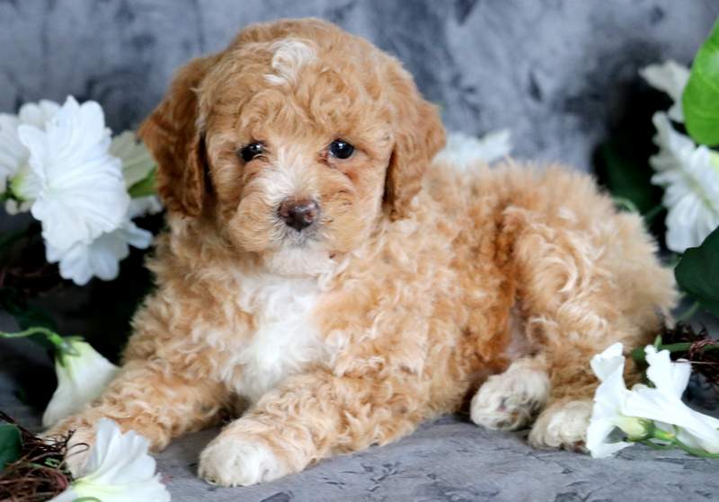 toy poodle for sale pa