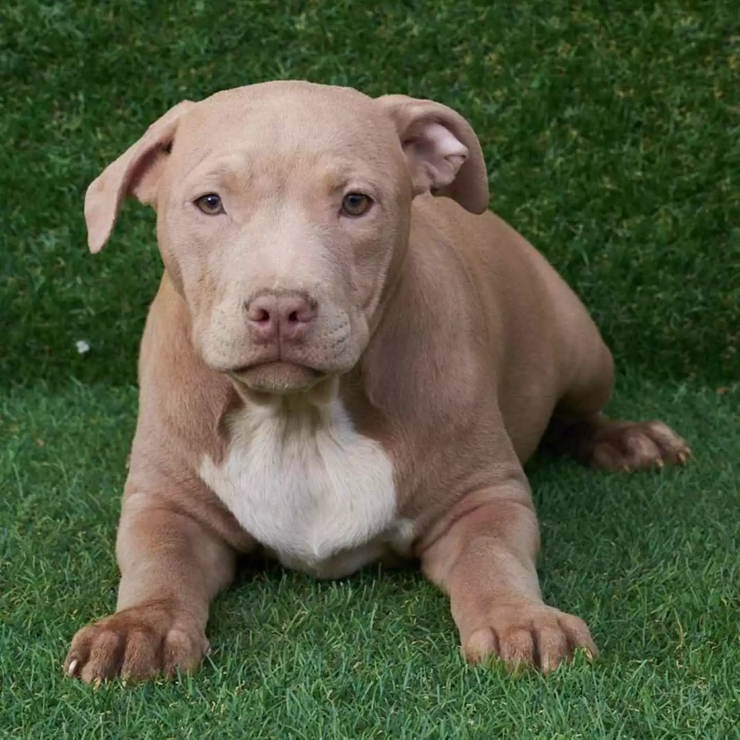pit bull terrier sale