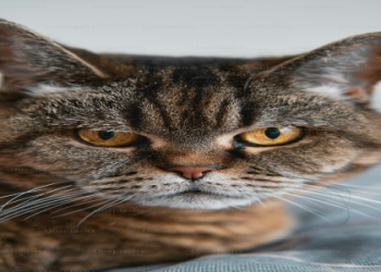 cat jpg images