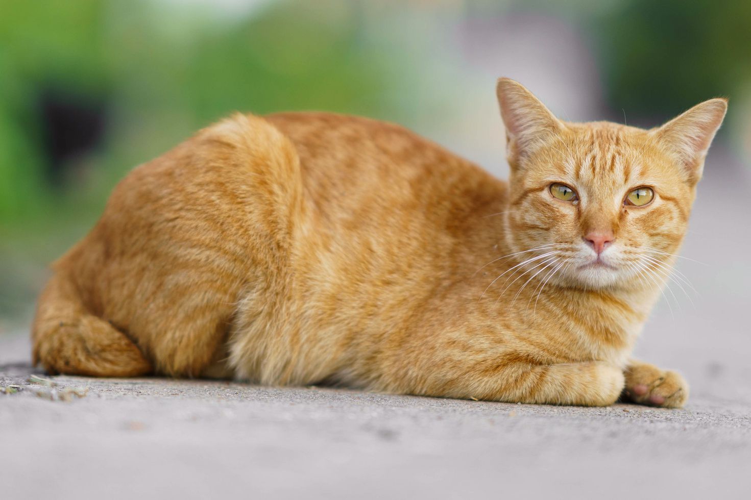orange tabby cat breeders