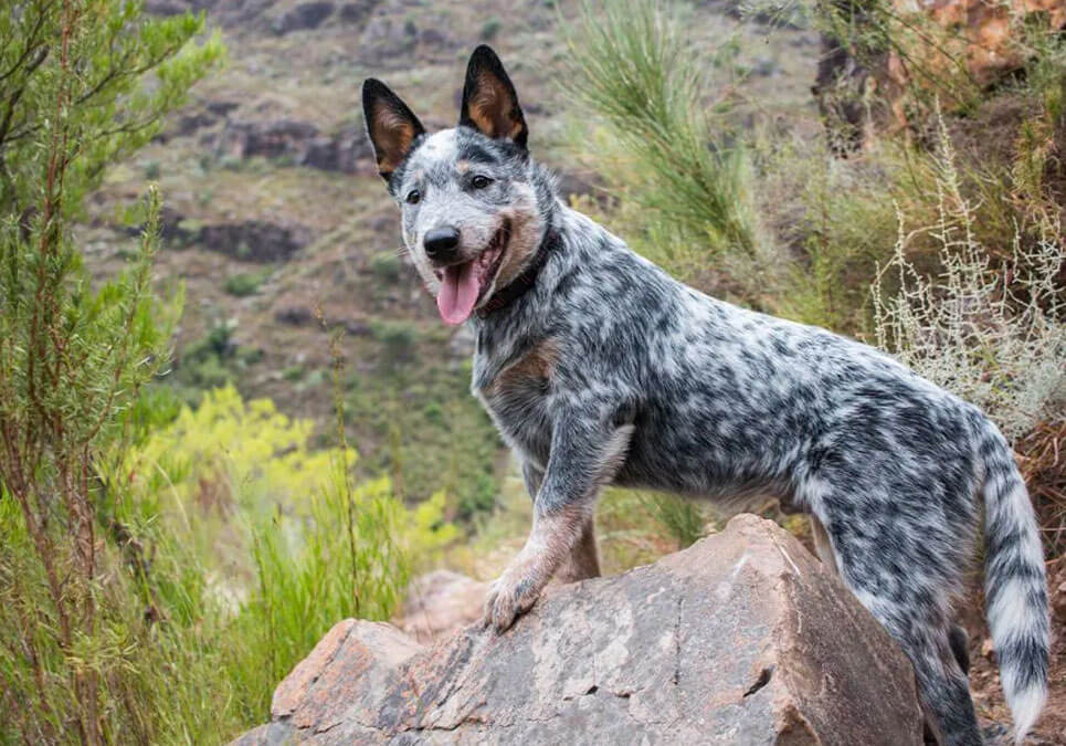 blue healer near me