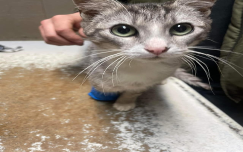 friends of homeless animals rhode island