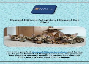 bengal kittens for adoption