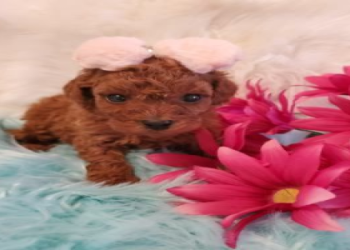 maltipoo breeders in michigan