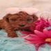maltipoo breeders in michigan