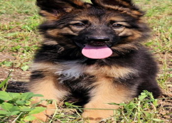 gsd dog price in india