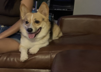 corgi rescue arizona